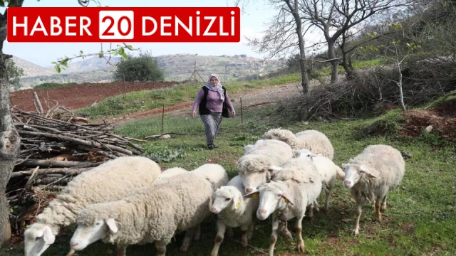 Merkezefendi’de ‘Küçükbaş hayvan ve yem desteği’ kayıtları başladı