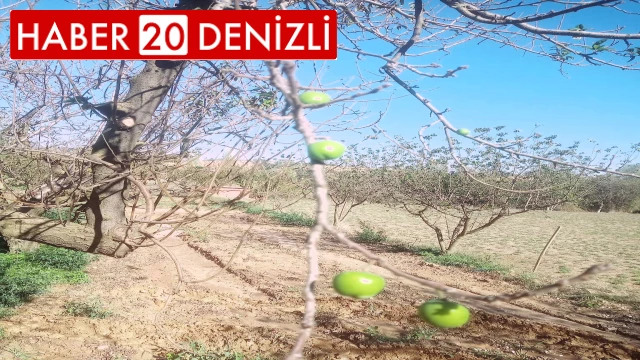 Papaz eriği sonbaharda ikinci ürününü verdi