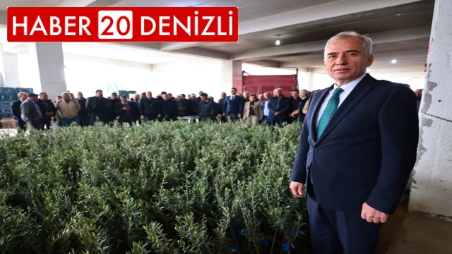 Denizli’nin 11 ilçesinde bin üreticiye 80 bin zeytin fidanı dağıtılacak