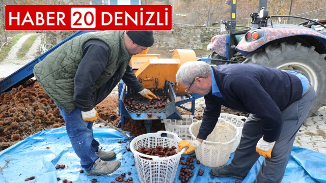 Kışın vazgeçilmez lezzeti kestanenin sofralara yolculuğu başladı