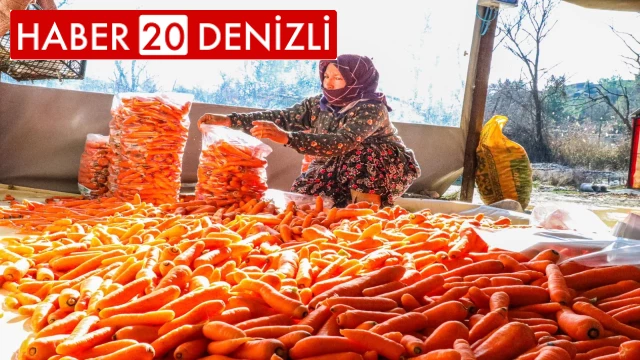 Denizli’nin Çakır havucunda hasat başladı