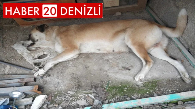 Kedi ve köpeklerin zehirlendiği iddiası