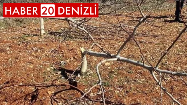 10 yıllık 450 ceviz bir gecede katledildi