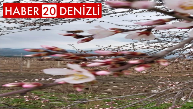 Denizli’de Şubat ayında ağaçlar çiçek açtı