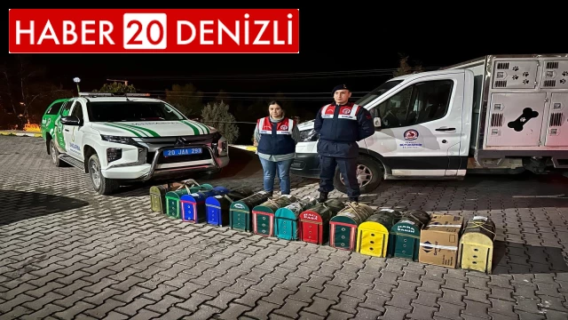 JASAT'tan komando destekli horoz dövüşü operasyonu