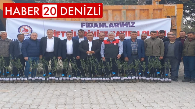 Büyükşehir Belediyesi desteğiyle Çal’da 150 çiftçiye 5 bin zeytin fidanı dağıtıldı.