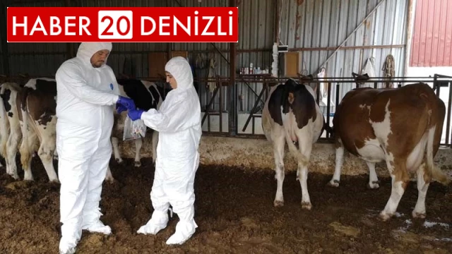 Çal ve Bekilli’de 20 mahalle şap karantinasına alındı