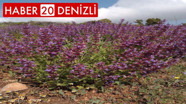 Denizli biyoçeşitlilik açısından Türkiye'de önemli bir yere sahip