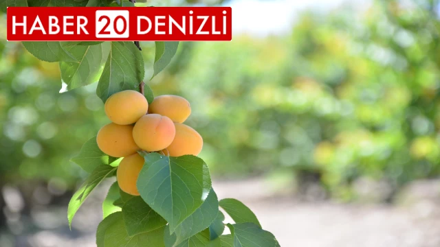 Denizli’de erkenci kayısıların hasadına başlandı