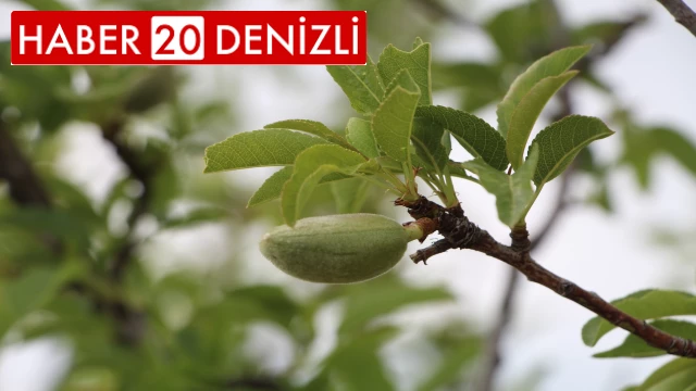 Denizli’ye Mayıs ayında zirai don uyarısı