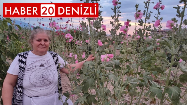 Şifa deposu deve gülünde hasat başladı