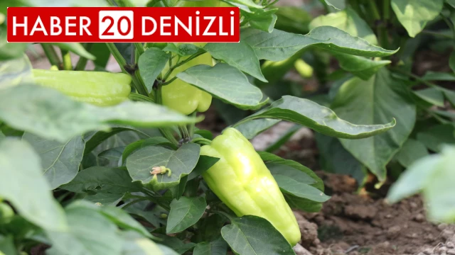 Tescilli Kale Biberinin hasadı başladı