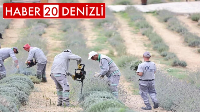 Merkezefendi'nin mor güzelliğinde hasat tamamlandı