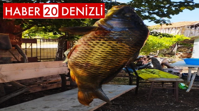 Tarlada oluşan doğal havuzda 5 buçuk kiloluk sazan avladı