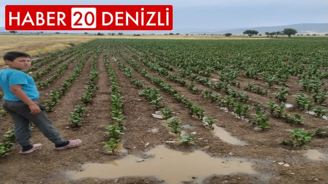 Tavas'ta 4 ay sonra yağan yağmur umut oldu