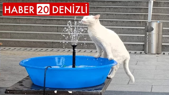 Kavurucu sıcaklar sevimli dostları terletti