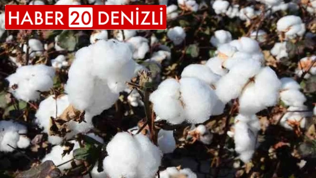 Kekik ve pamukta yaşanan rekolte ve fiyat kaybı üreticisi zor durumda bıraktı