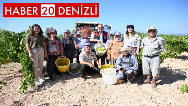 Susuz yetişen meşhur Bekilli üzümünde hasat zamanı