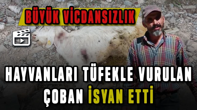 10 keçisi tüfekle vurulan çoban: "Ne istediniz gebe hayvanlarımdan"