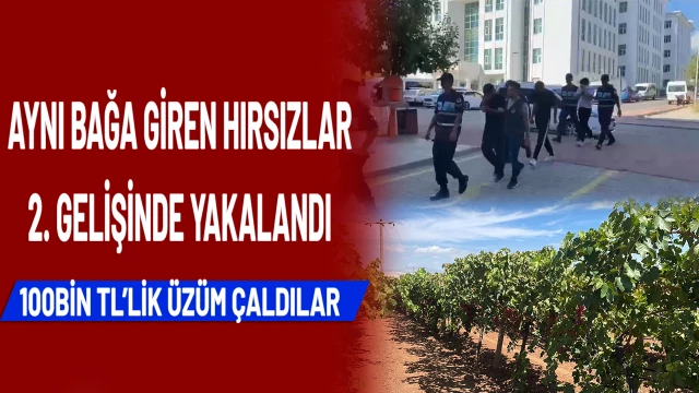 Aynı bağa 1 haftada 2 kez giren hırsızlar 100 bin liralık üzüm çaldı