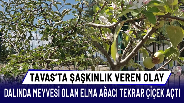 Dallarında meyvesi olan ağaç tekrar çiçek açtı