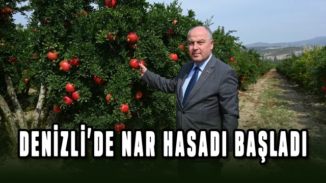 Denizli'de nar hasadı başladı