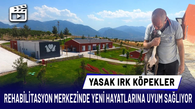 Denizli'de yasak ırk köpekler uygun şartlarda bakılıyor