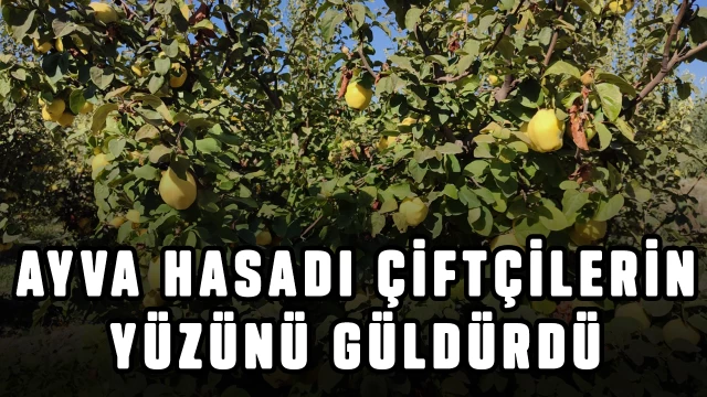 Hasadı başlayan ayva, üreticisinin yüzünü güldürdü