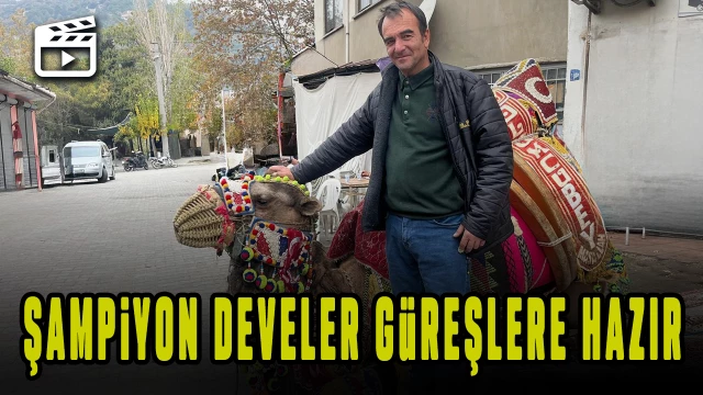 Pehlivan develer havutlandı