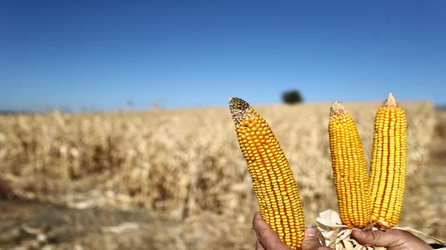 DENİZLİ BÜYÜKŞEHİR MISIR PİYASASINI CANLANDIRMAK İÇİN 61 TON ALIM YAPACAK