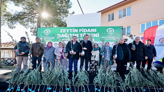 Zeytin fidanları toprakla buluşuyor, Denizli kazanıyor