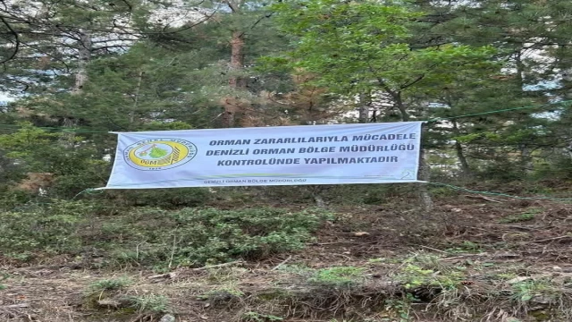 Denizli'de ağaçları kurutan böceklerle mücadele başlatıldı