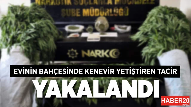 Evinin bahçesinde 290 kök kenevir yetiştiren tacir tutuklandı