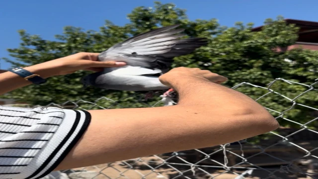 Tellere takılan güvercin imdadına muhtar yetişti