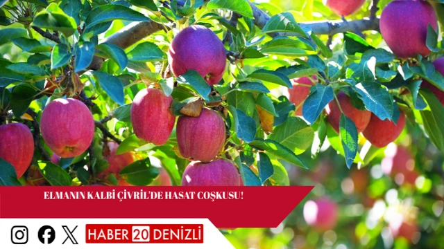 Elmanın Kalbi Çivril'de Hasat Coşkusu!