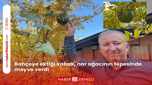 Bahçeye ektiği kabak, nar ağacının tepesinde meyve verdi