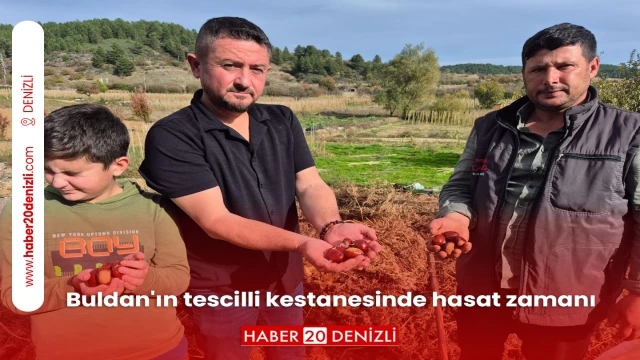 Buldan'ın tescilli kestanesinde hasat zamanı