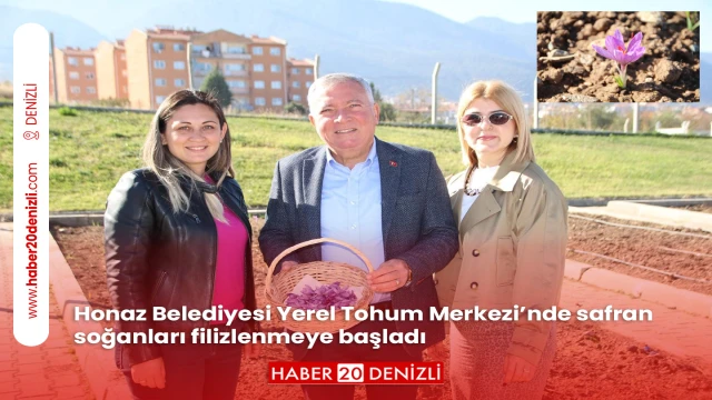 Honaz Belediyesi Yerel Tohum Merkezi’nde safran soğanları filizlenmeye başladı
