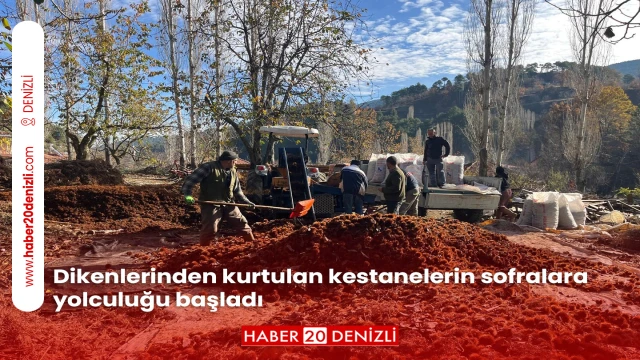 Dikenlerinden kurtulan kestanelerin sofralara yolculuğu başladı