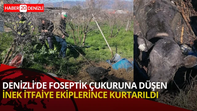 Denizli’de foseptik çukuruna düşen inek itfaiye ekiplerince kurtarıldı