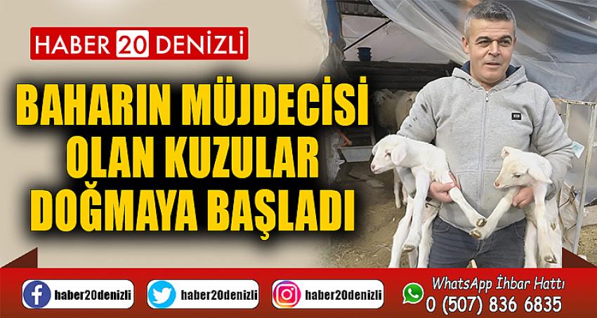 Baharın müjdecisi olan kuzular doğmaya başladı