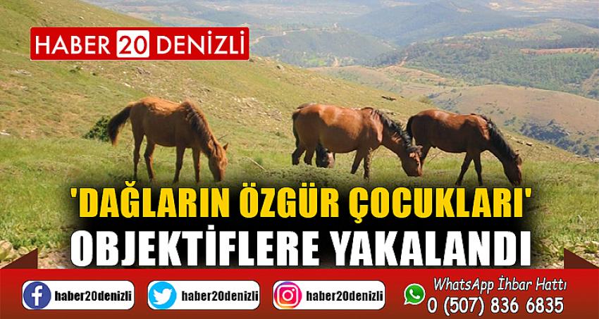 'Dağların özgür çocukları' objektiflere yakalandı