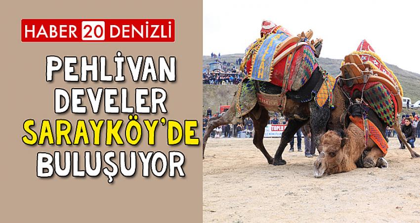 PEHLİVAN DEVELER SARAYKÖY'DE BULUŞUYOR