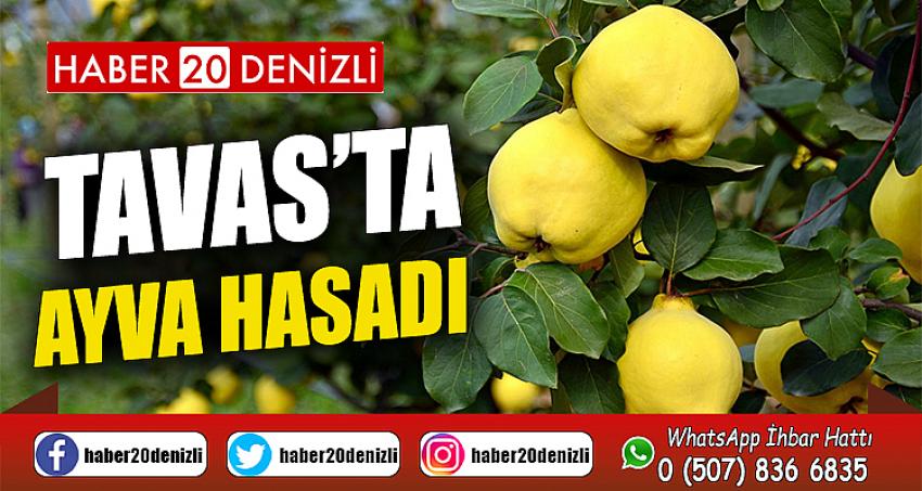 Tavas’ta ayva hasadı devam ediyor