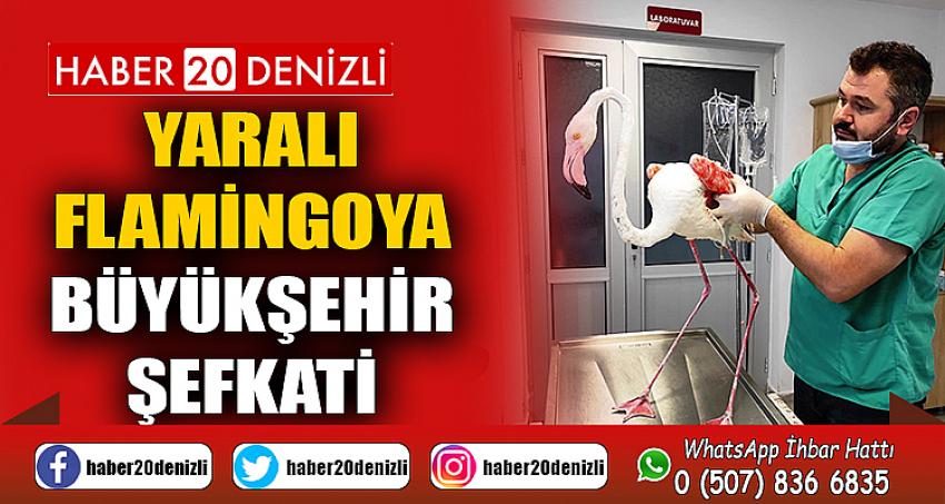 Yaralı flamingoya Büyükşehir şefkati