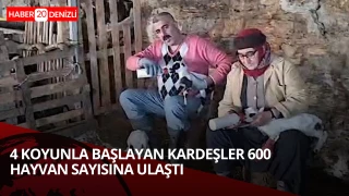 Hobi olarak 4 koyunla başlayan kardeşler 600 hayvan sayısına ulaştı