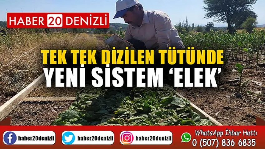 Tek tek dizilen tütünde yeni sistem ‘elek’