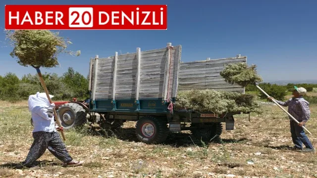 Hasadı tamamlayan kekik üreticileri sezondan umduğunu bulamadı