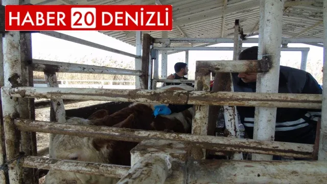 İthal hayvanların karantina ve sonrasındaki takipleri titizlikle yapılıyor