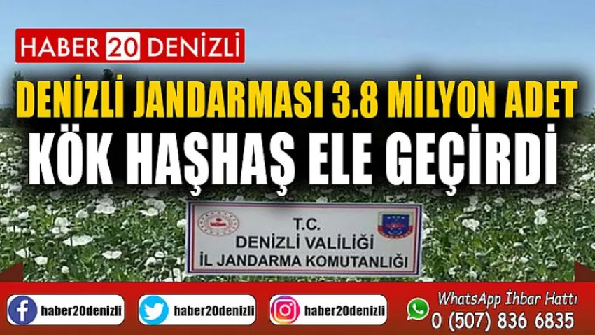 Denizli jandarması 3.8 milyon adet kök haşhaş ele geçirdi